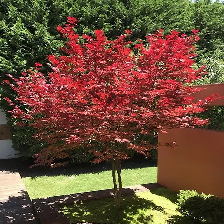 Casa Laranja Casa de hóspedes